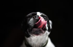 Närbild av en svartvit hund som slickar sig om nosen