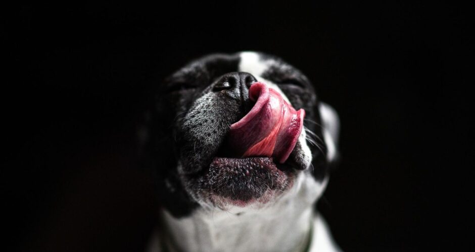 Närbild av en svartvit hund som slickar sig om nosen