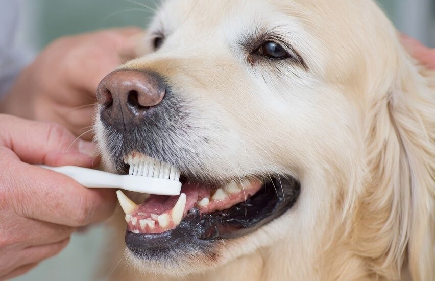 Golden retriever får tänderna borstade med en vit tandborste